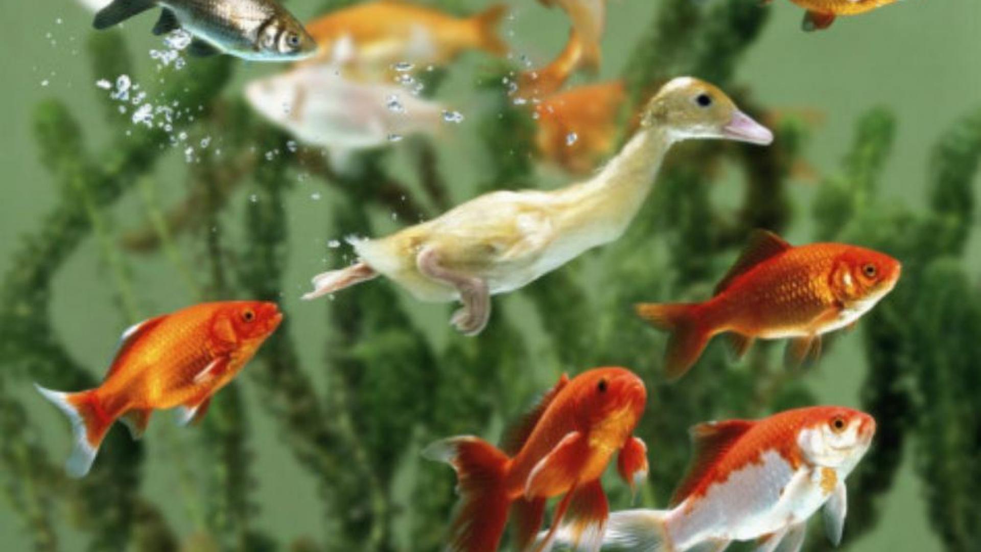 Swims Underwater Among Goldfish Wallpaper HD