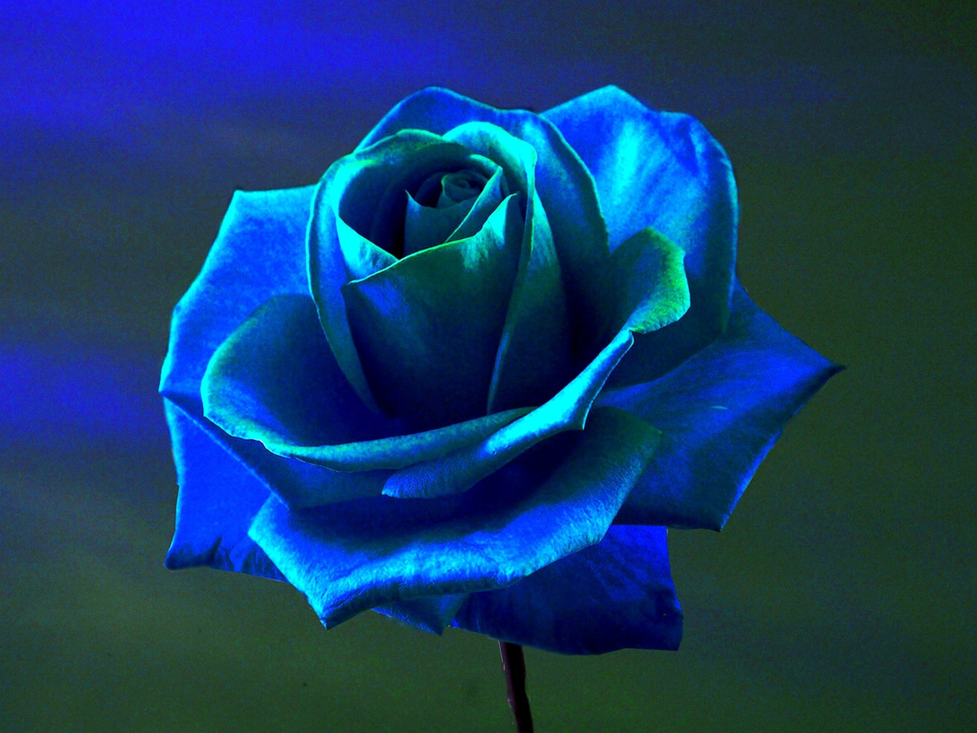 Rose Blue Flowers Wallpaper HD