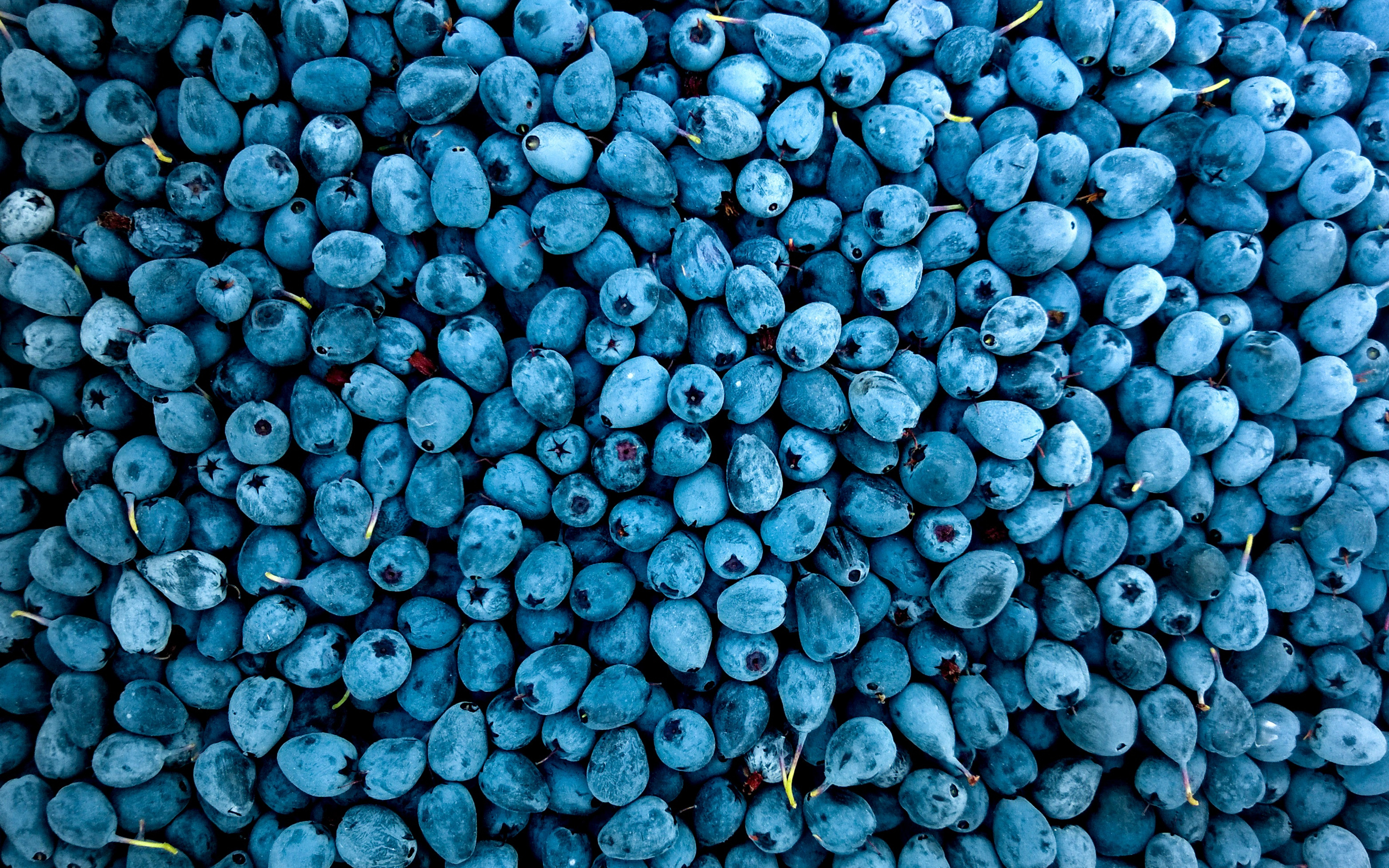 Blueberries 4k HD Wallpaper Image Photos And Picture