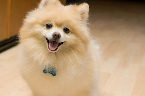 Pomeranian Desktop Wallpaper Cute Dogs HD Online Games