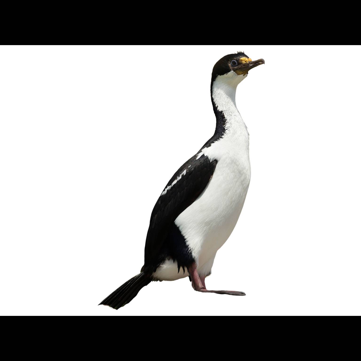 Imperial Shag Identification Wallpaper
