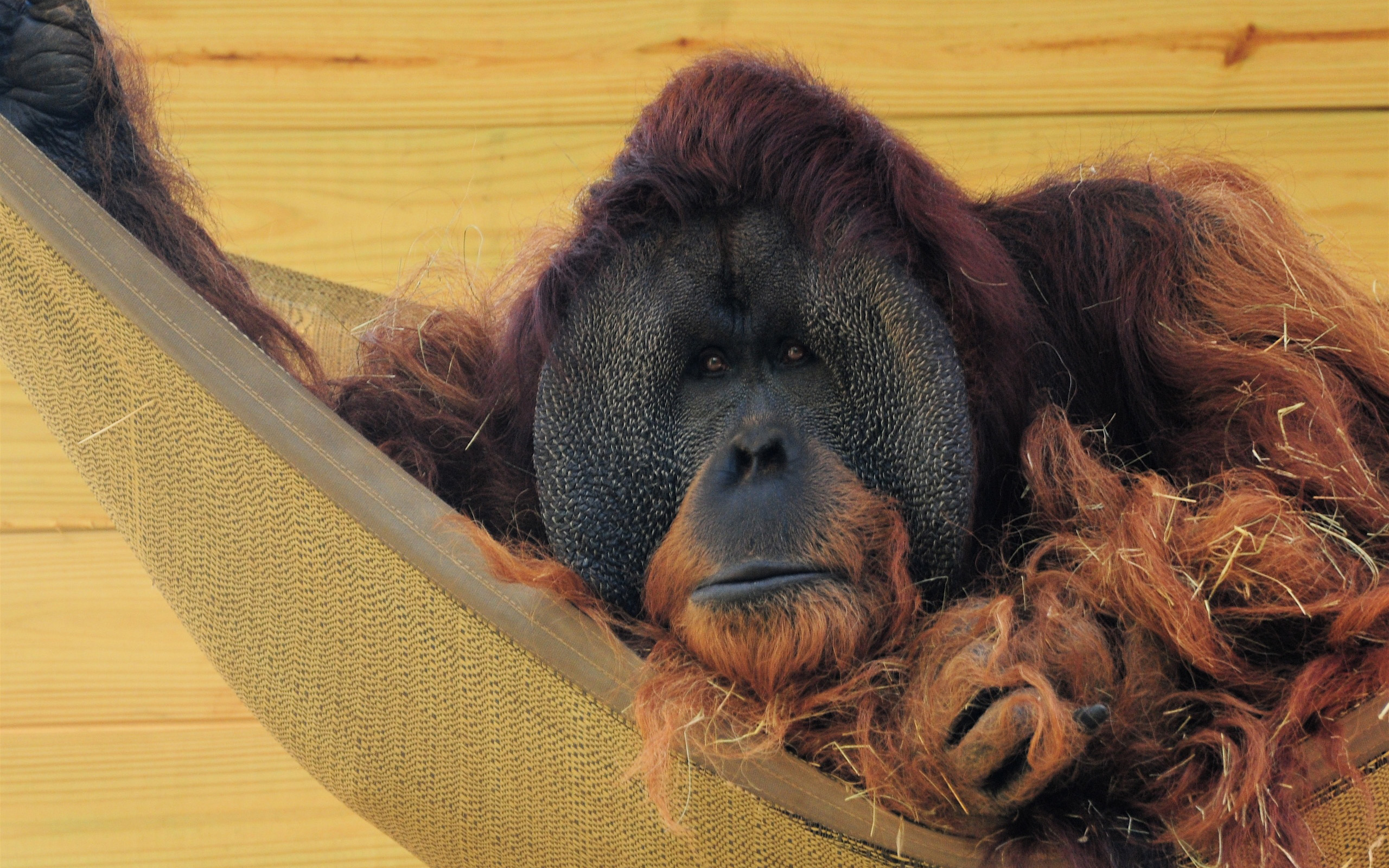 Animal Orangutan Wallpaper