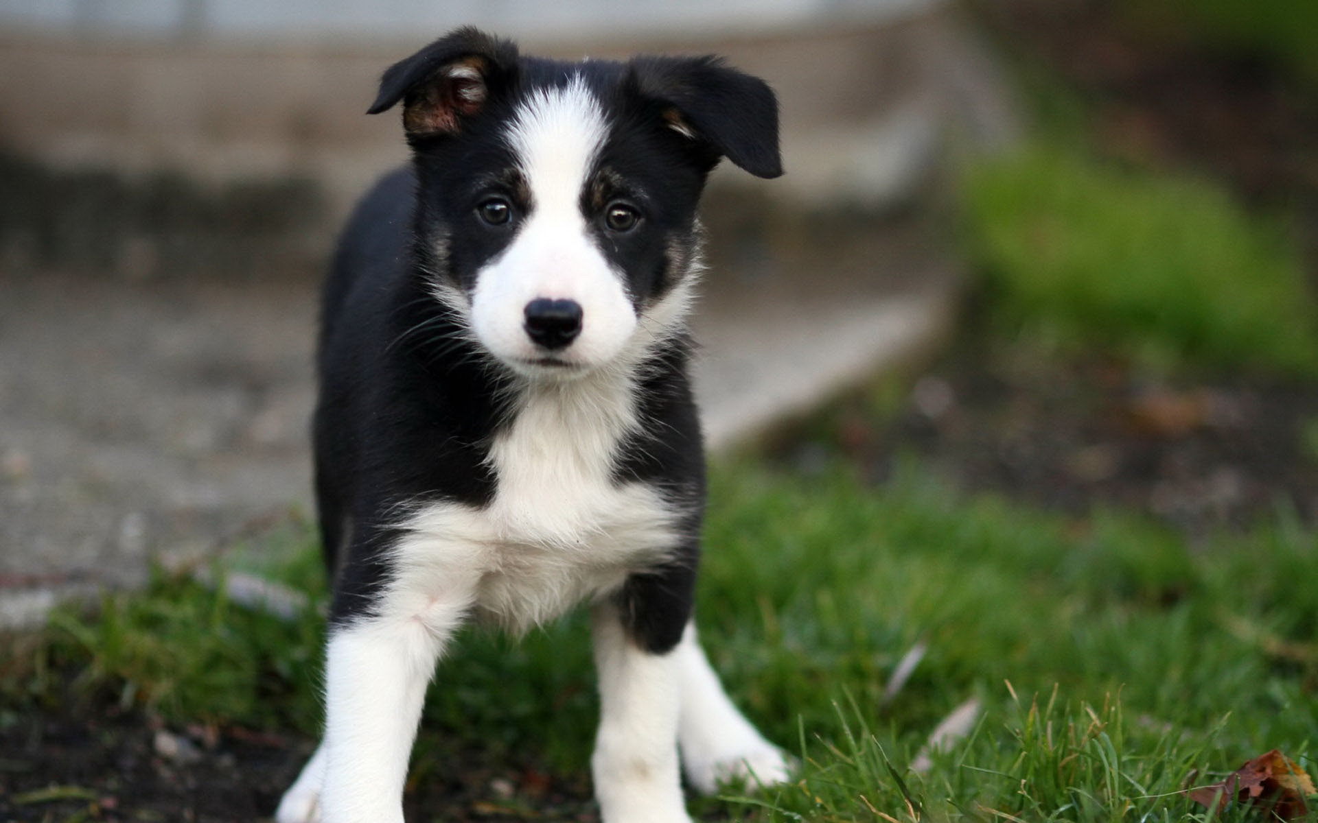 Beautiful Border Collie Puppy Goes On The Grass Wallpaper And Image