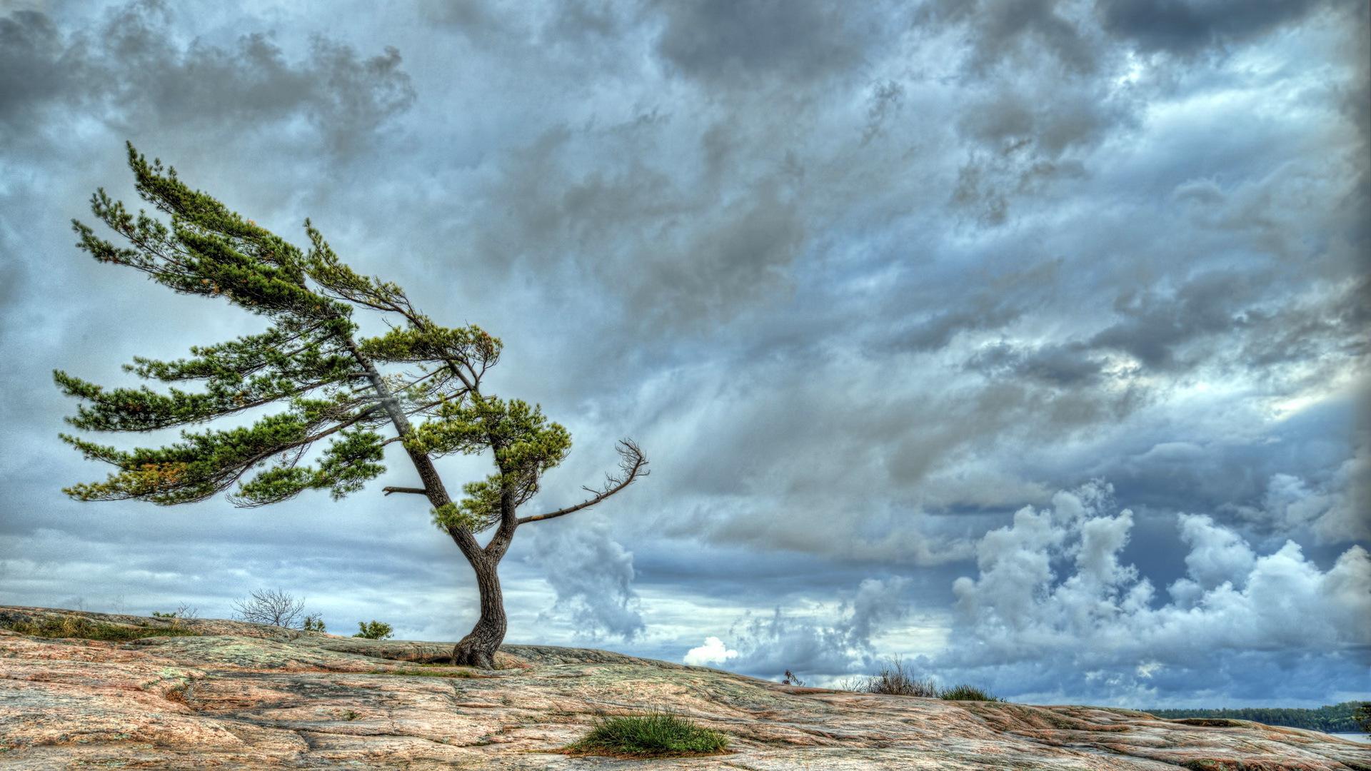 Wind Blown Tree An A Rocks Ledge HDr Hq Wallpaper