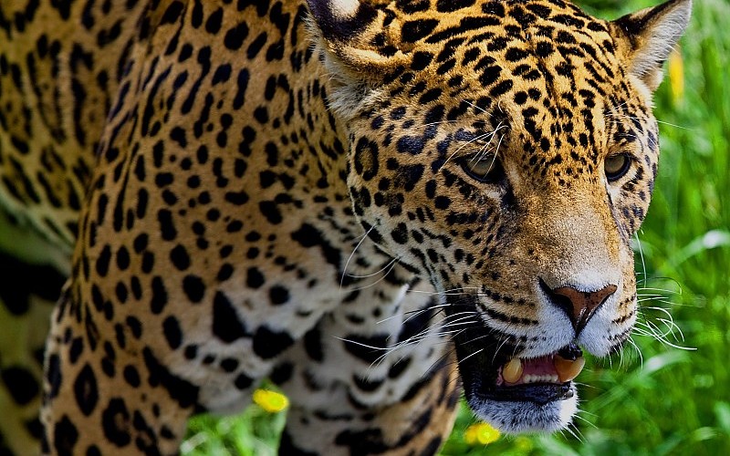Los Grandes Felinos Jaguares Vistazo Animales Jaguar