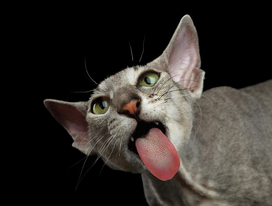 Peterbald Sphynx Cat On Black Background Photograph By Sergey