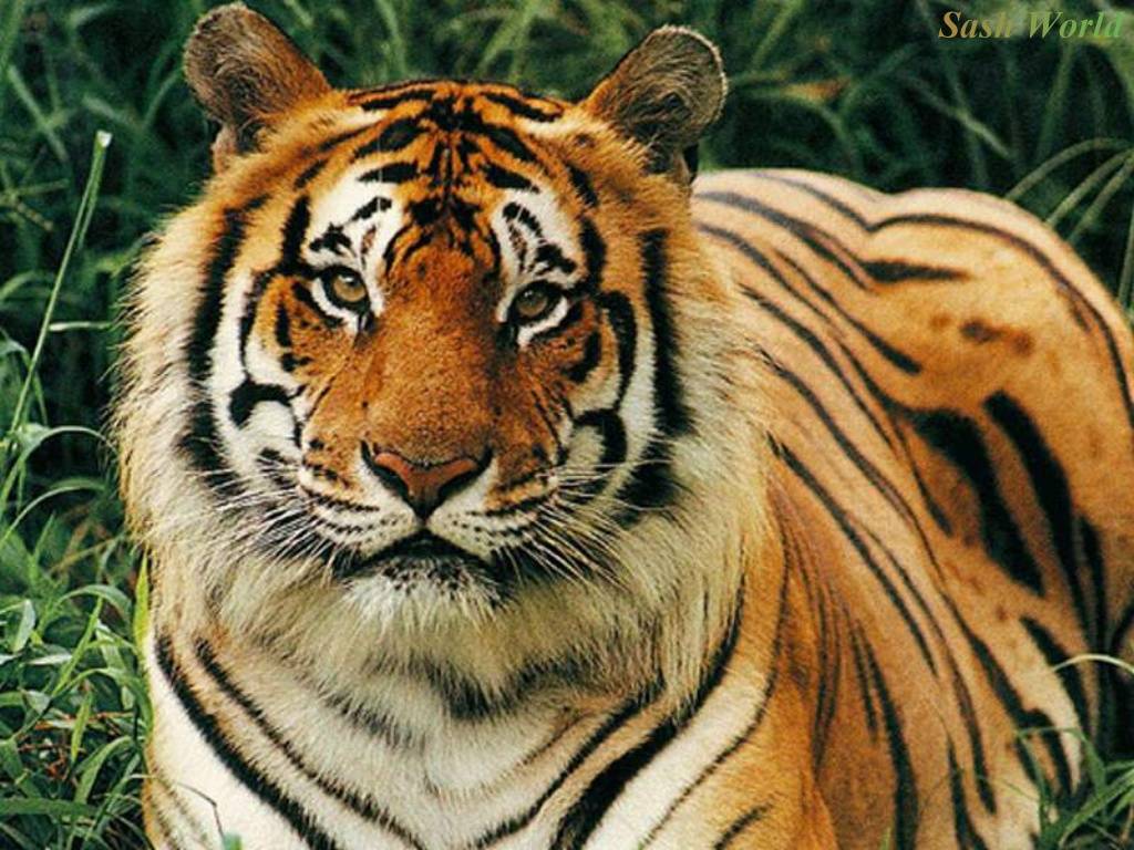 Tiger Wallpaper Desktop