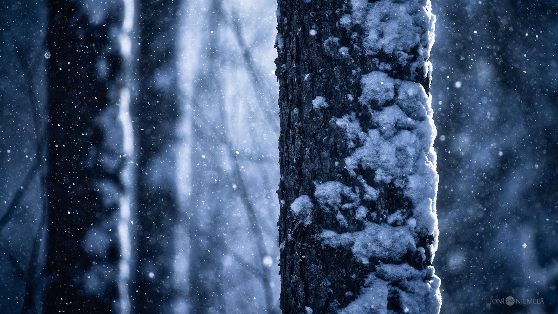 Falling Snow Joni Niemel Fine Art Photography