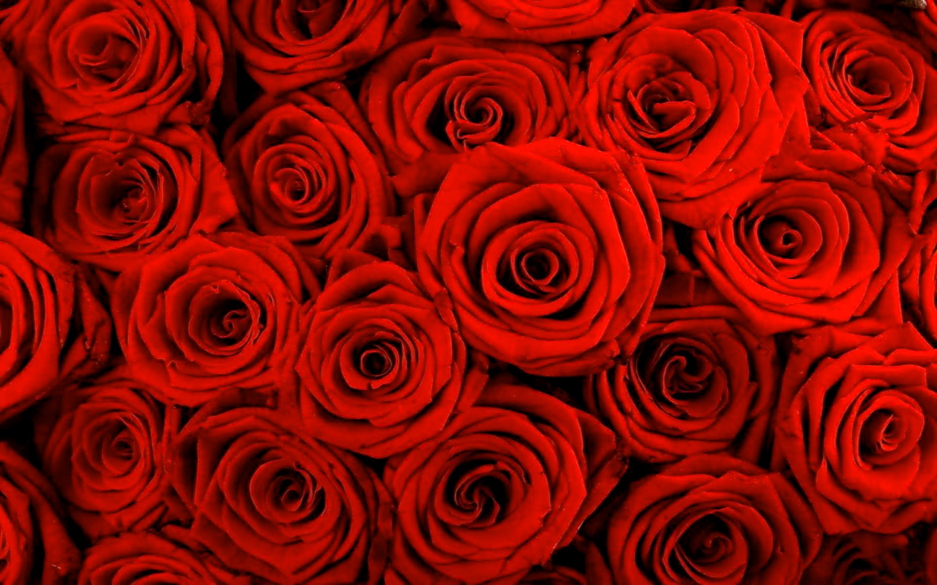 Red Rose Background HD Wallpaper Wallpaperpick