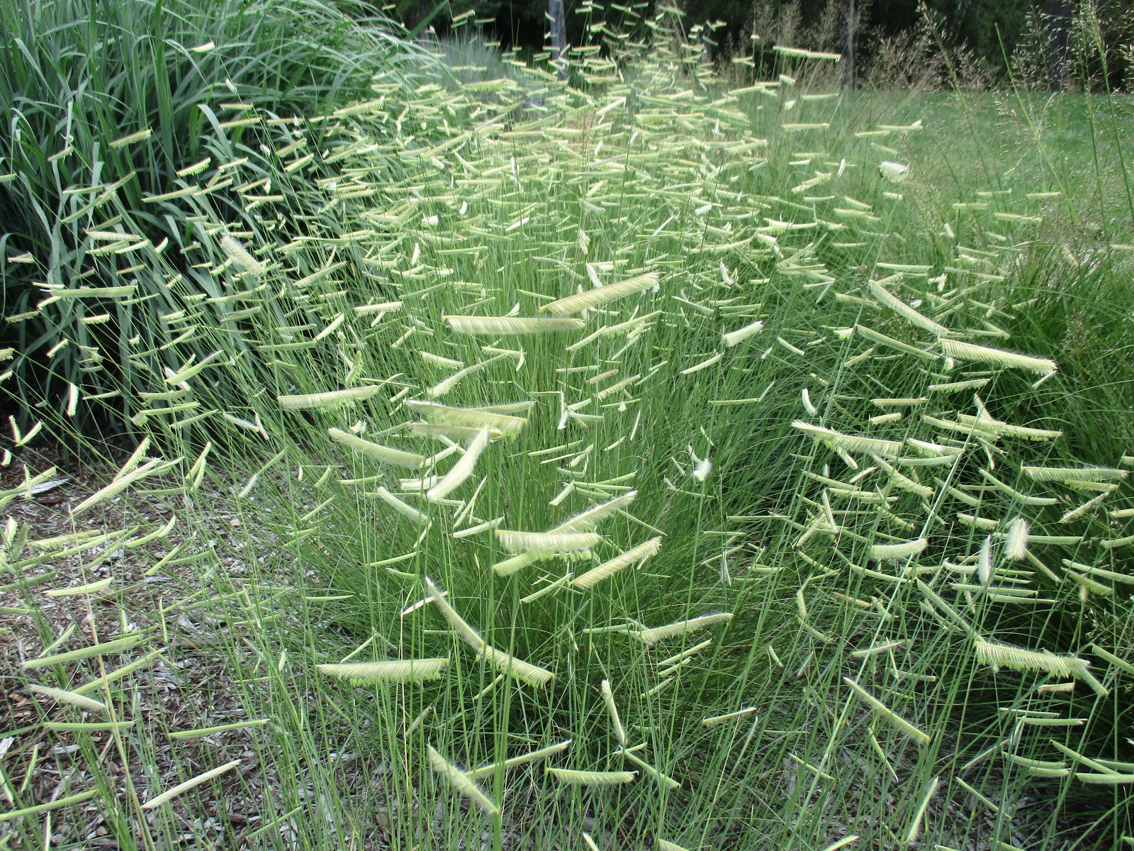Food For Butterflies Eyelash Grass A Great Native