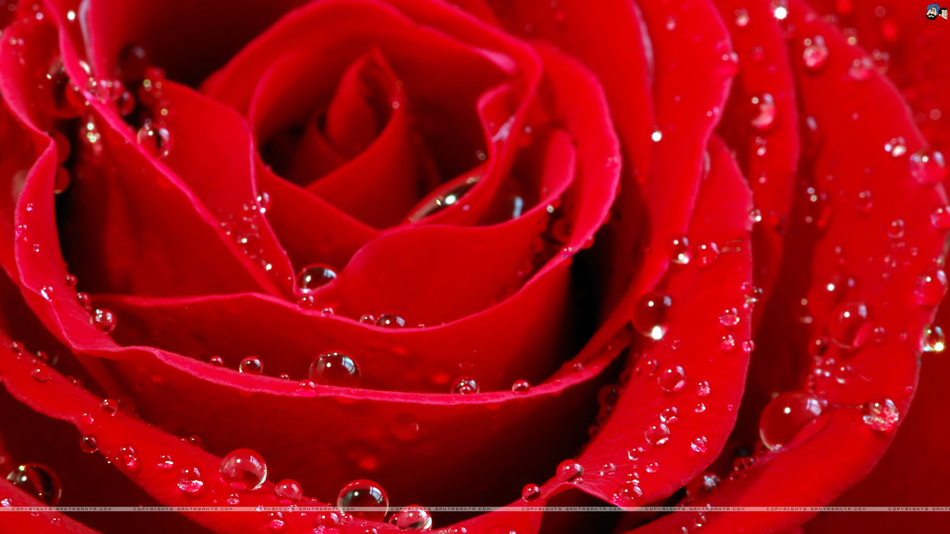 Thread beautiful Roses Wallpaper download