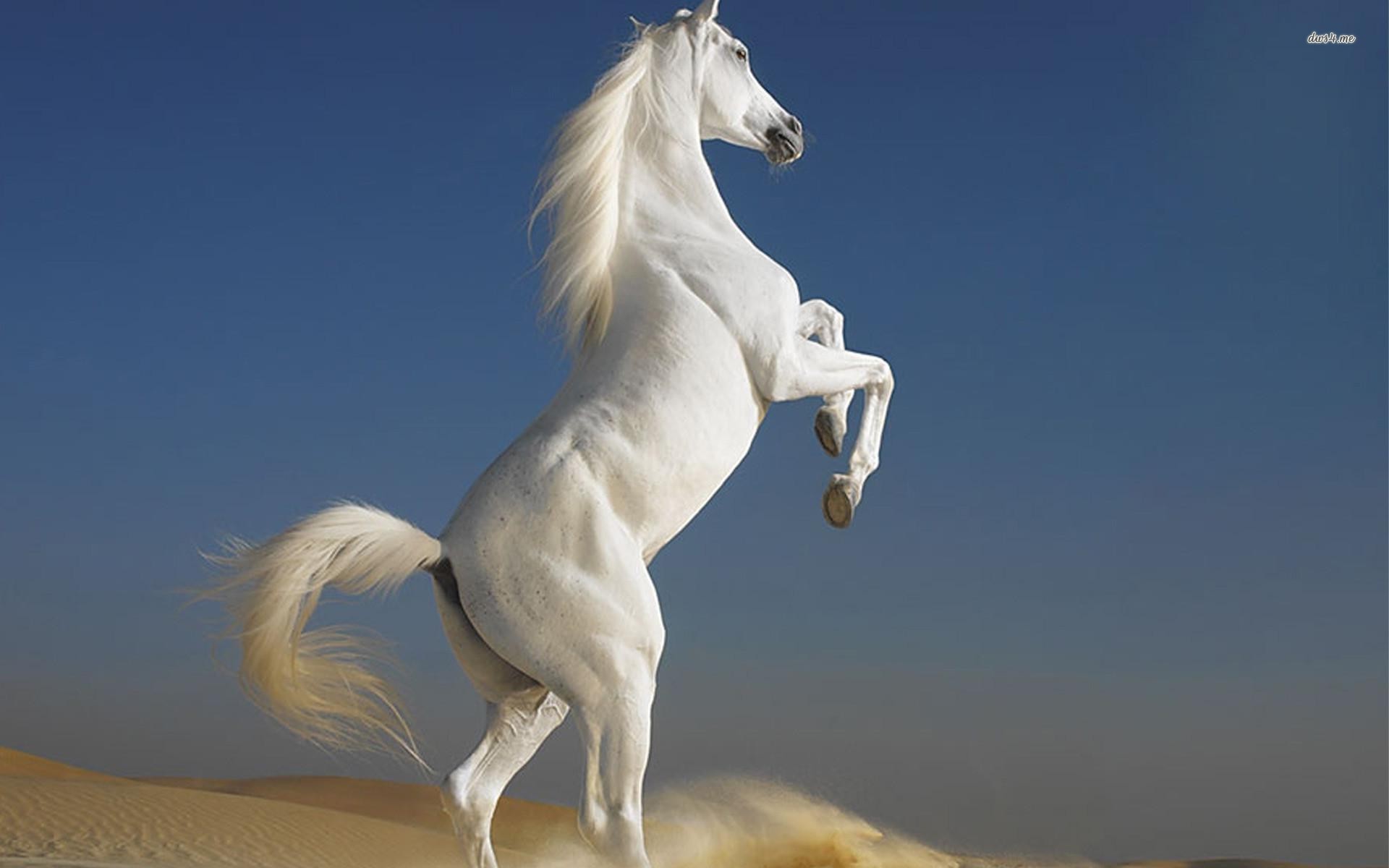 White Horse Animal Wallpaper HD Gallant