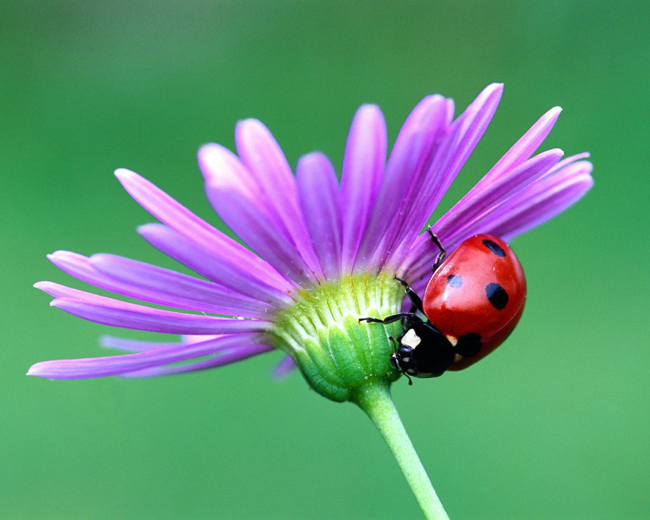 Ladybug On A Flower Pictures Wallpaper Screensaver