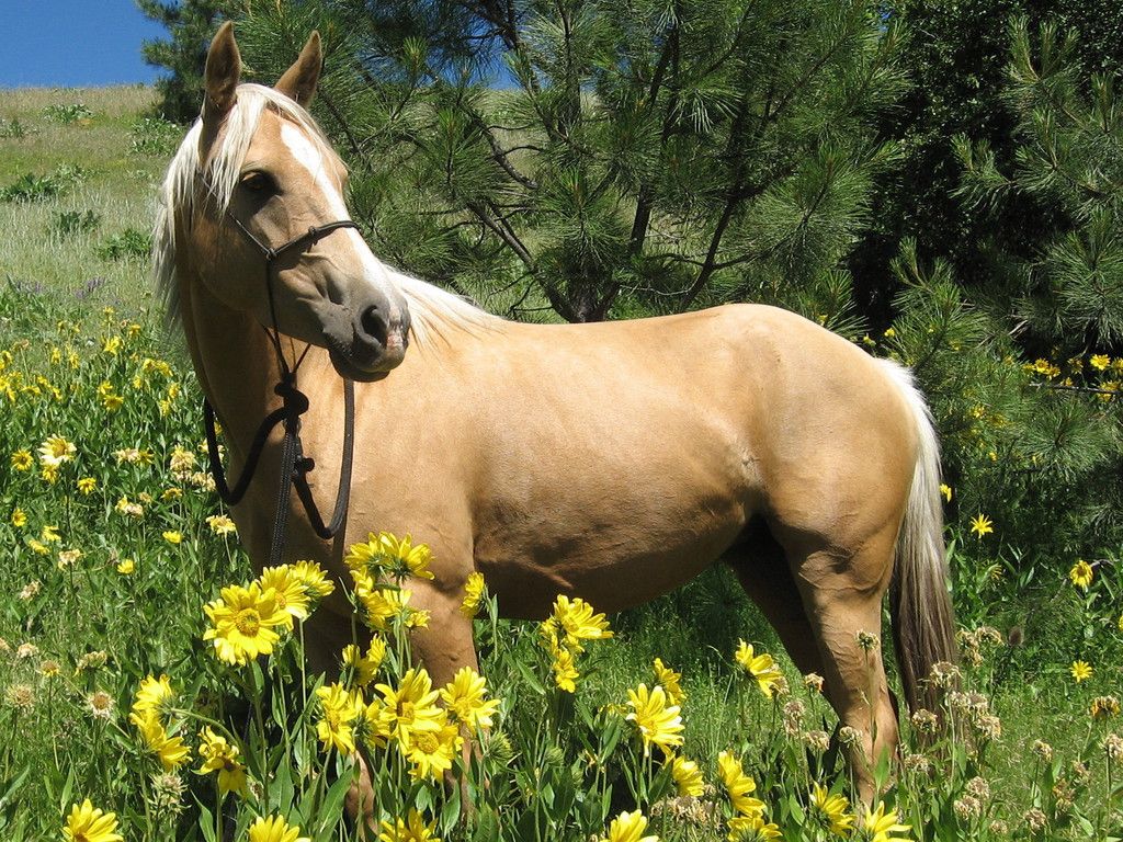 Palomino Horse Wallpaper Pictures Cool
