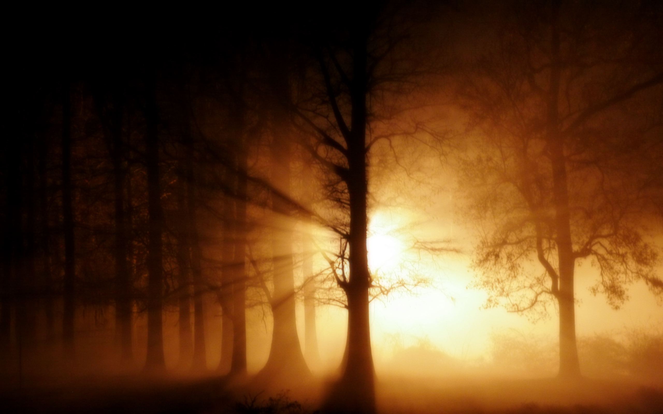 Foggy Forest Wallpaper By