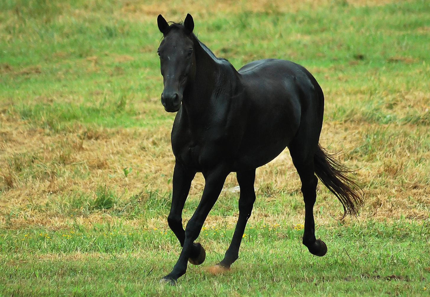 Beautiful Black Horse