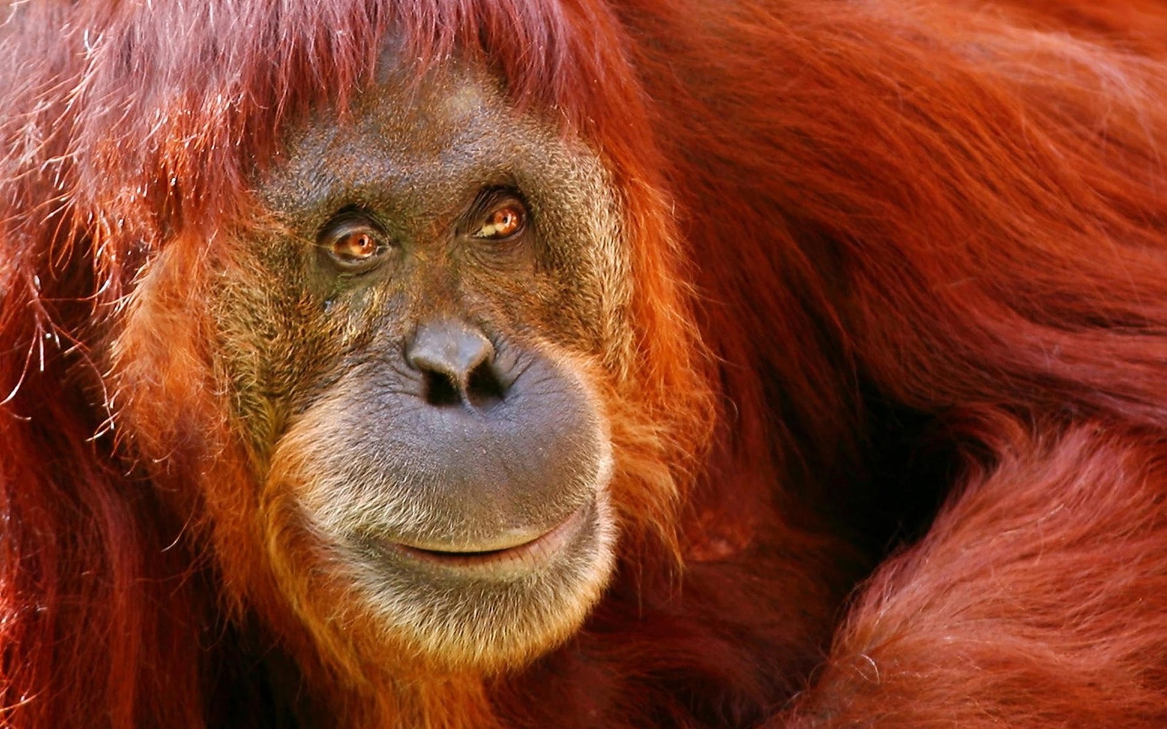 Back Gallery For Baby Orangutan Wallpaper