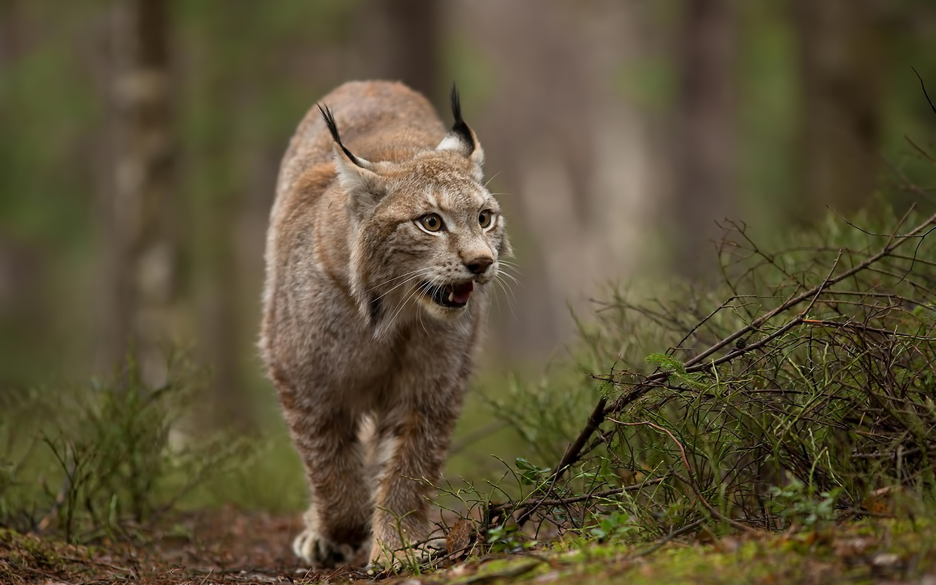  accueil Animaux Fonds dcran HD fonds dcran de lynx gratuits
