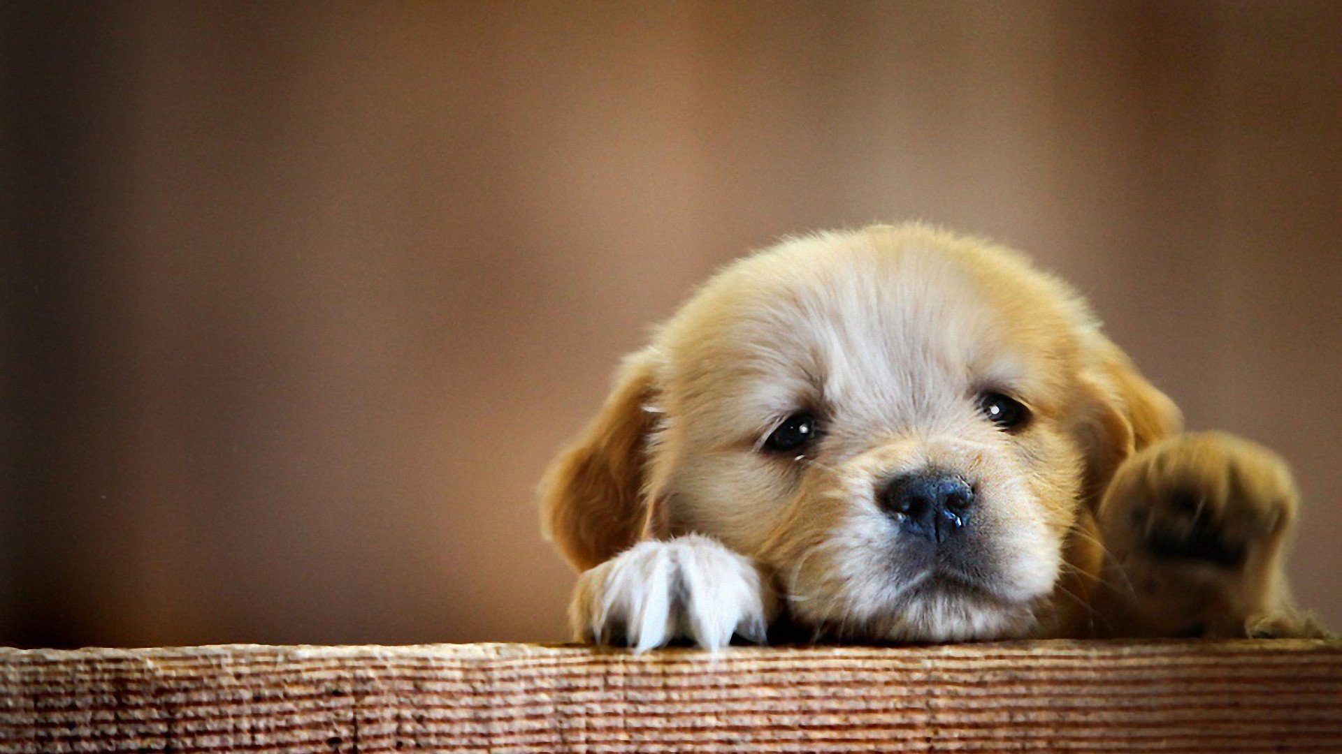 Want Best Friend Mac Cute Baby HD Wallpaper Puppy Animal Dog