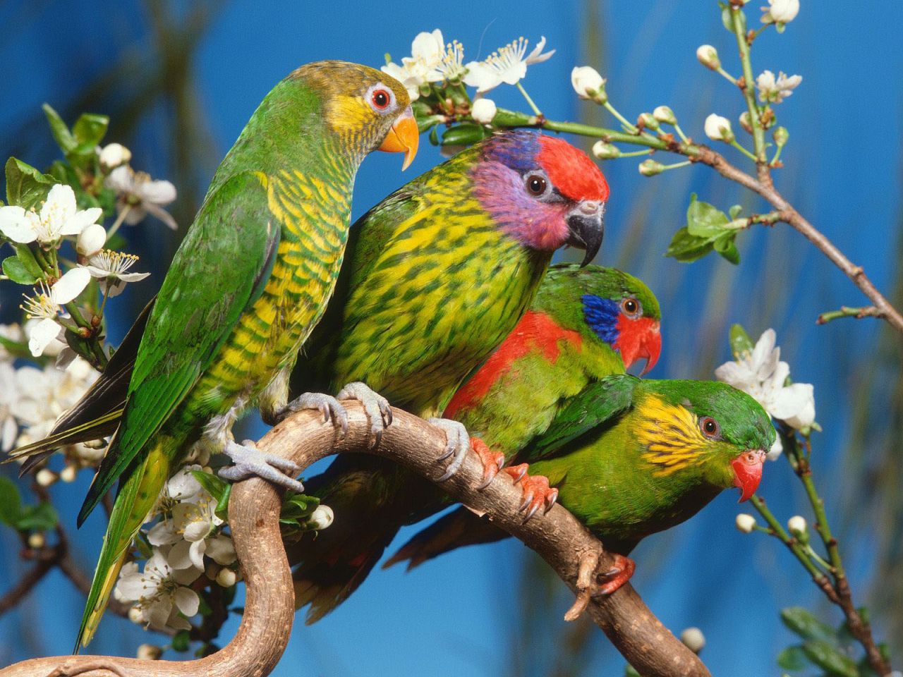 Beautiful Colorful Cute Birds Wallpaper Me