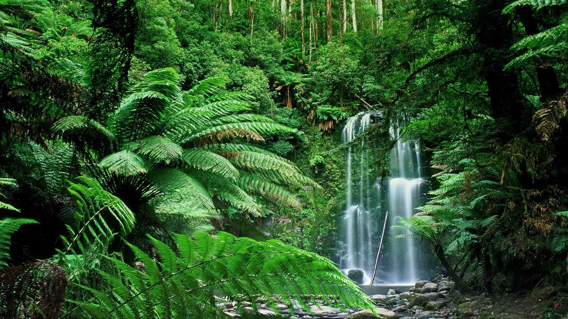 Nature Forest Wallpaper Australia