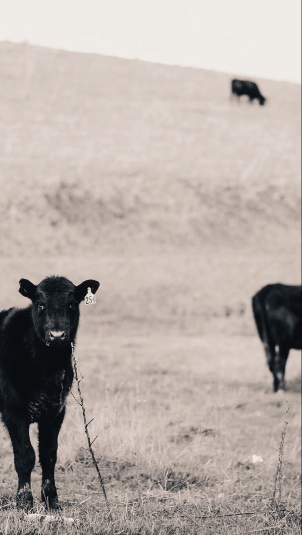 Cow iPhone Wallpaper