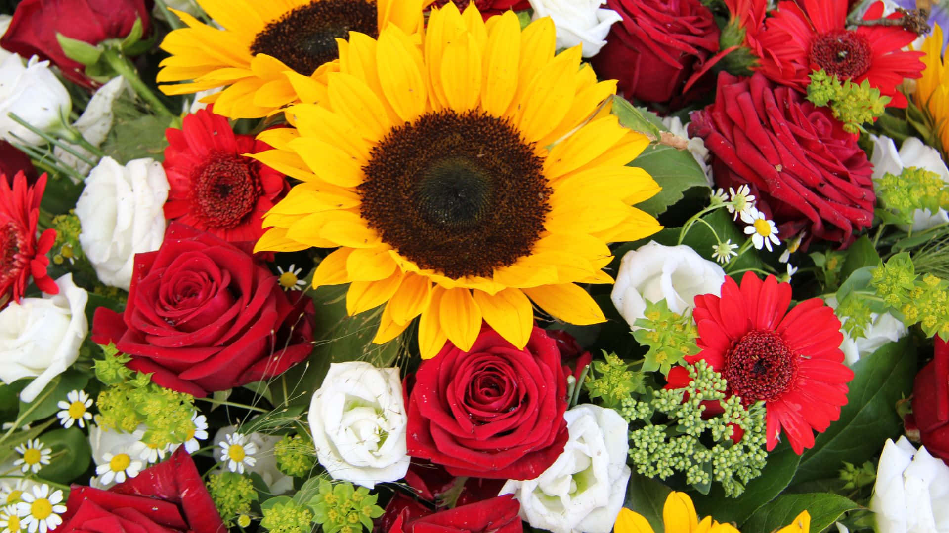 Sunflowers And Roses B24t957o4vr365oq Wallpaper