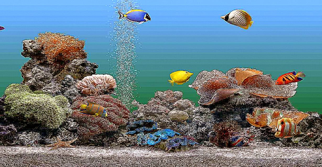 free marine aquarium screensaver