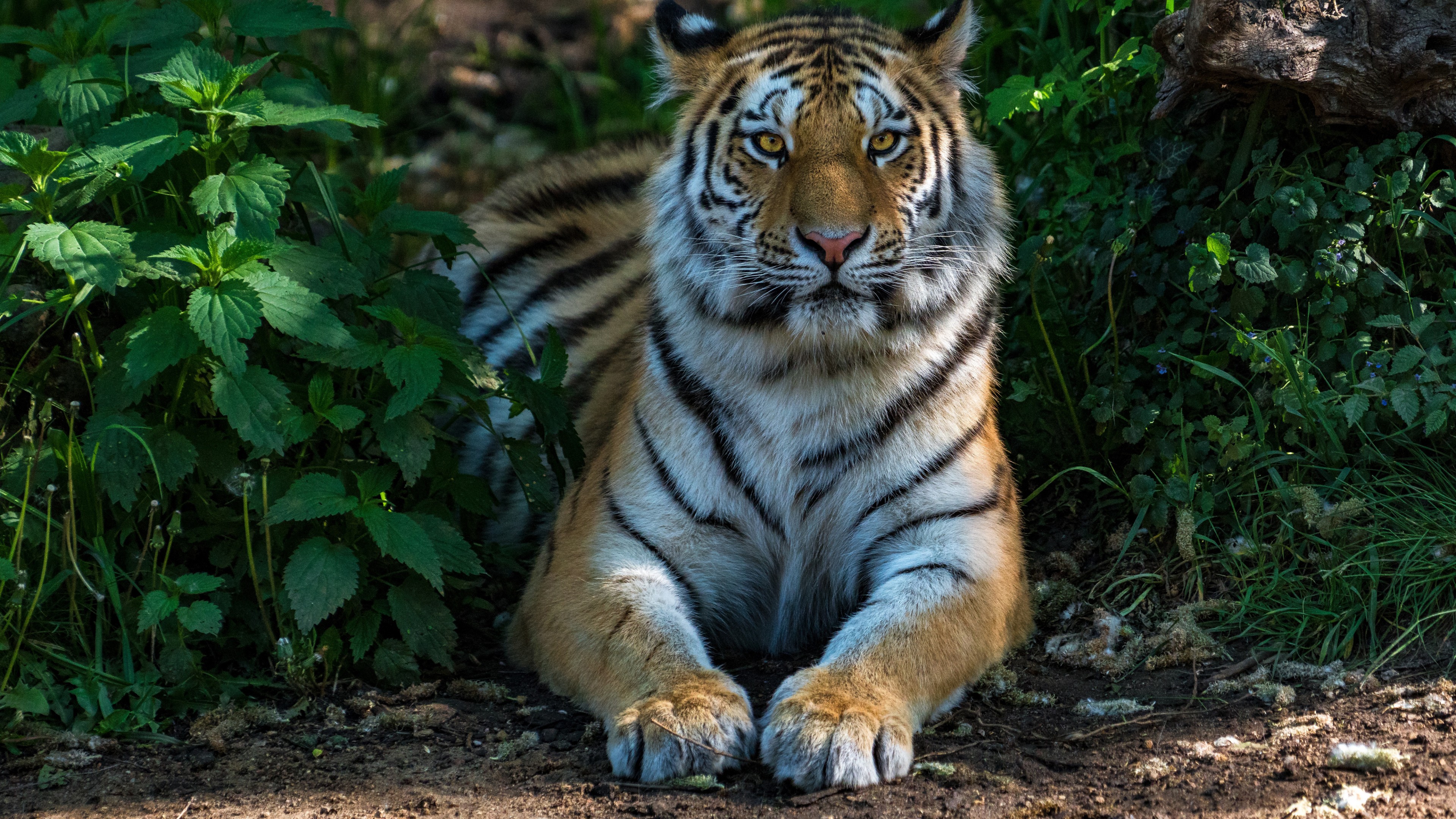Tiger Desktop Background Photo