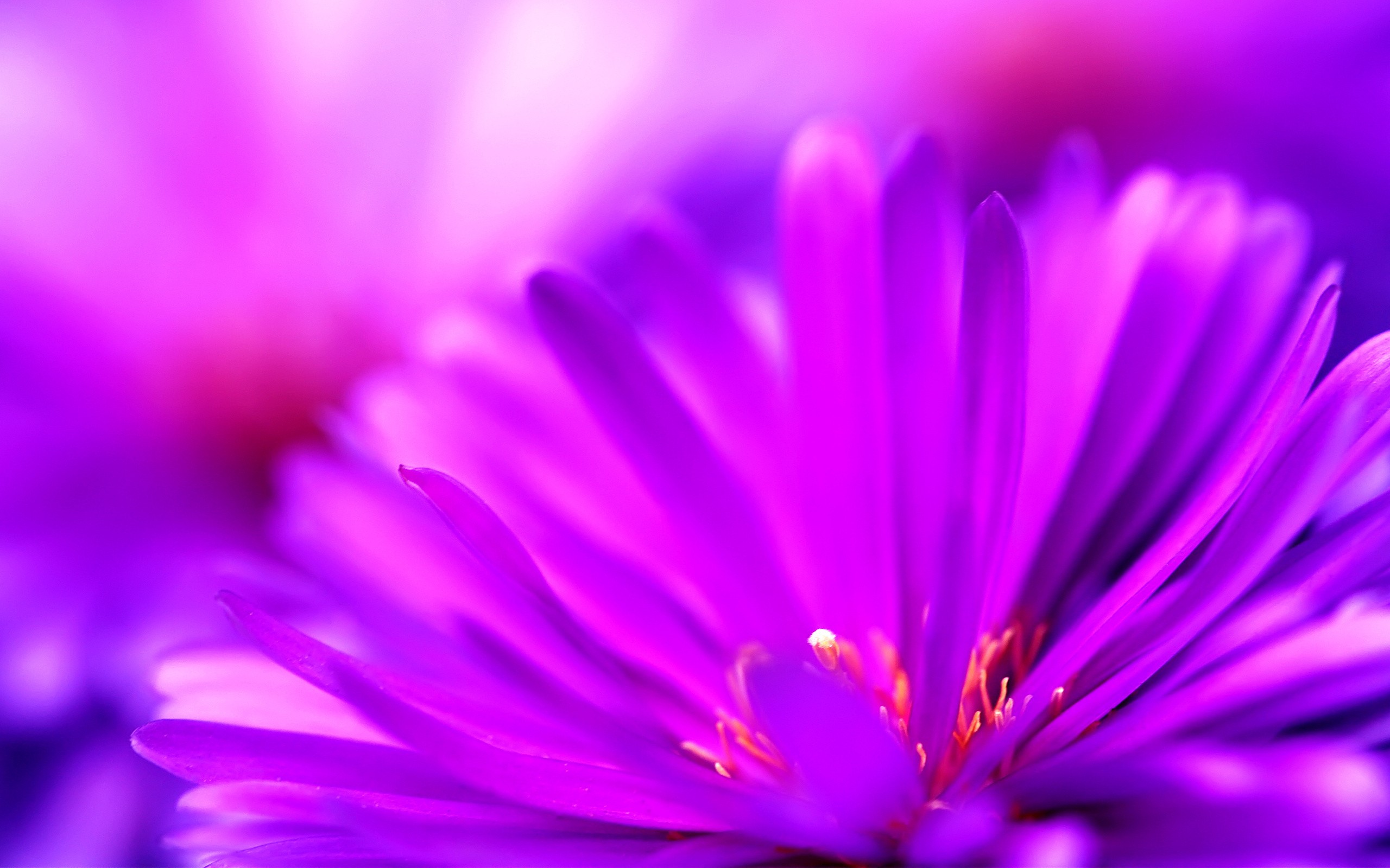 Cute Purple Flowers Background Vector