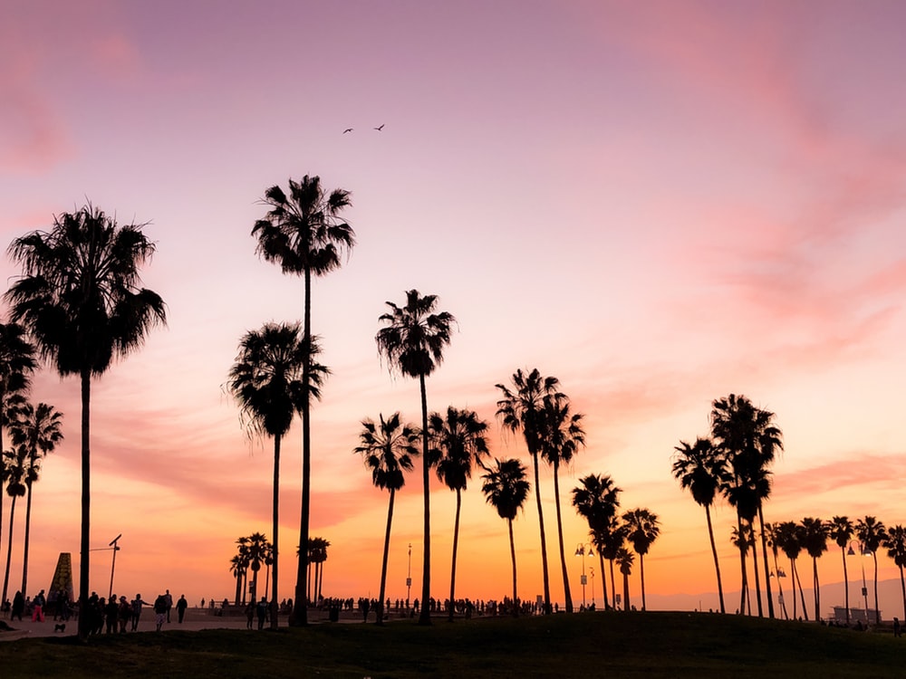 Beautiful Venice Beach Pictures Image On