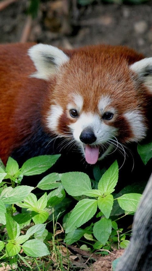Red Panda Baby Hq Wallpaper For iPhone Site