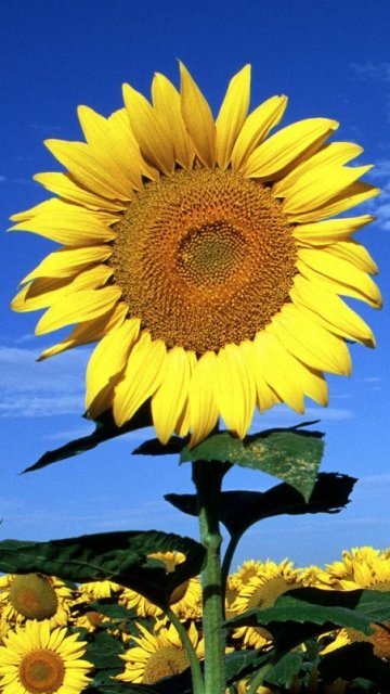 Sunflower Screensavers