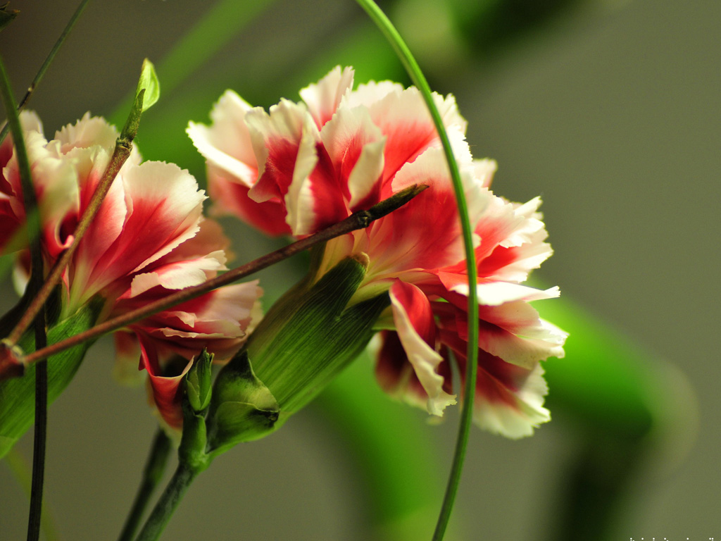 Peony Photo Wallpaper Plant Desktop Background