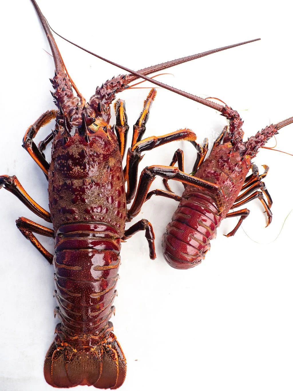 Diving Into Spiny Lobster Season Fishful Future Wallpaper