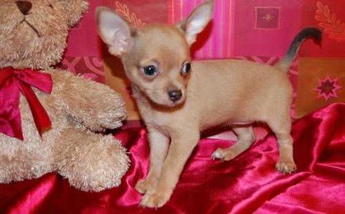 Back Gallery For Teacup Chihuahua Wallpaper