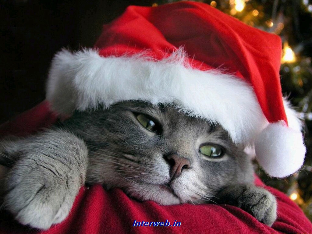 Funny Christmas Wallpaper Cat Jpg