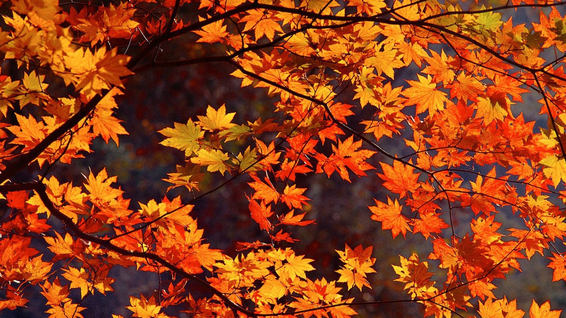 Autumn Desktop Wallpaper Image