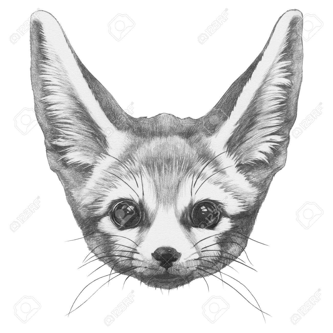Original Drawing Of Fennec Fox Isolated On White Background Stock