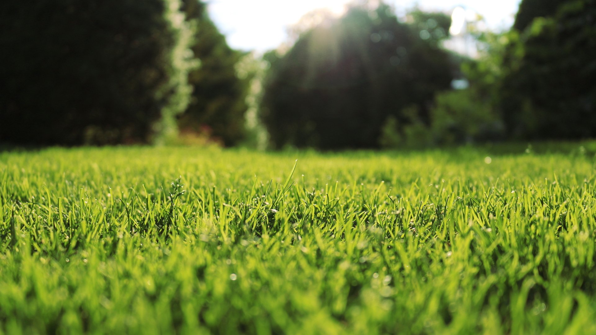 Green Grass HD Wallpaper Background Image Id