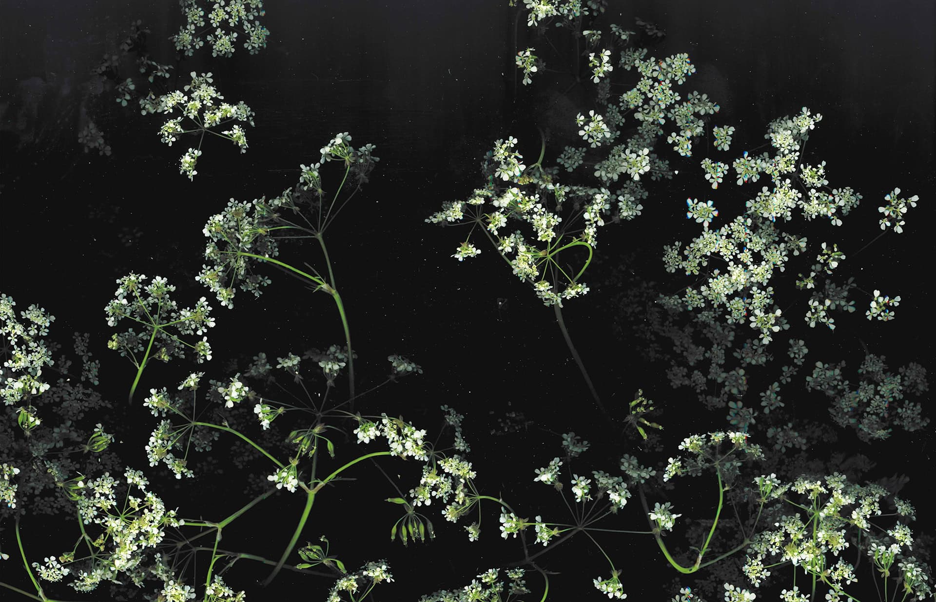 Dark Floral Background Wallpaper