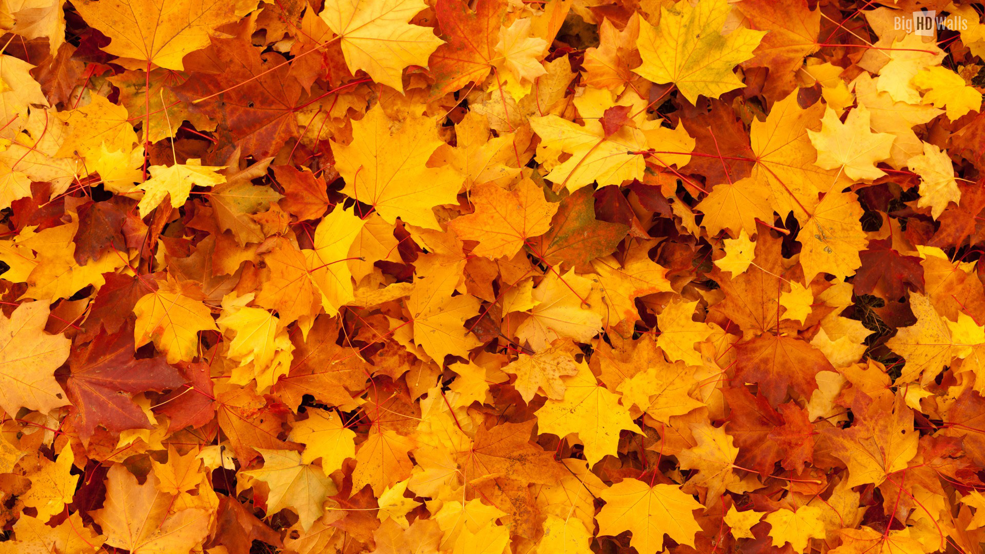 Autumn Orange Leaves HD Background008