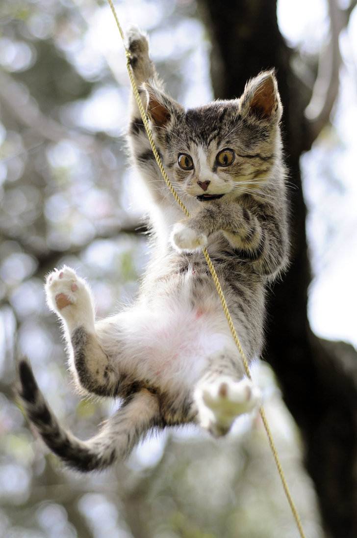 Hang In There Kitty By Meddling With Nature