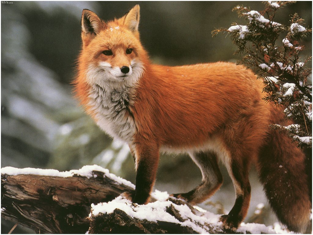 Animal Wallpaper Fox Red Foxes