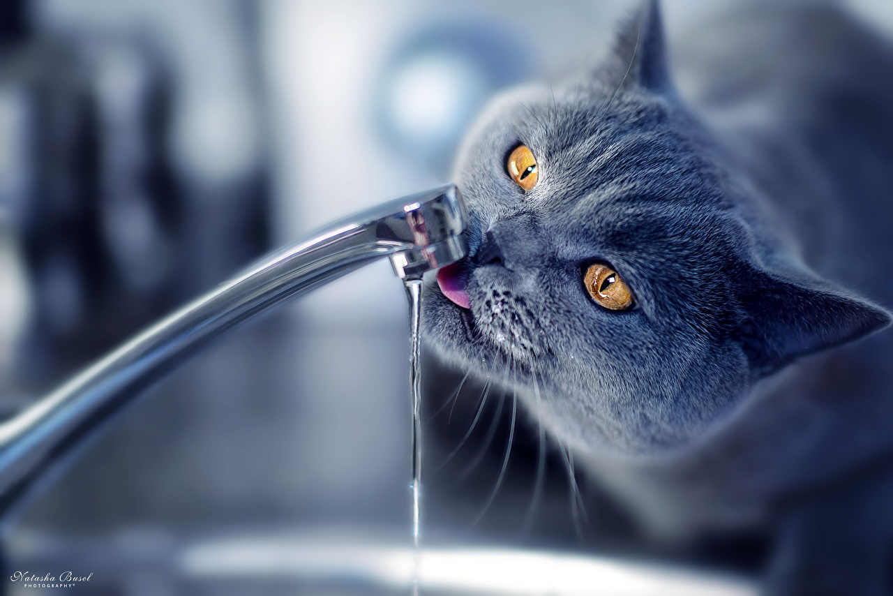 Wallpaper Cats Drinking Water Tap Staring Animals