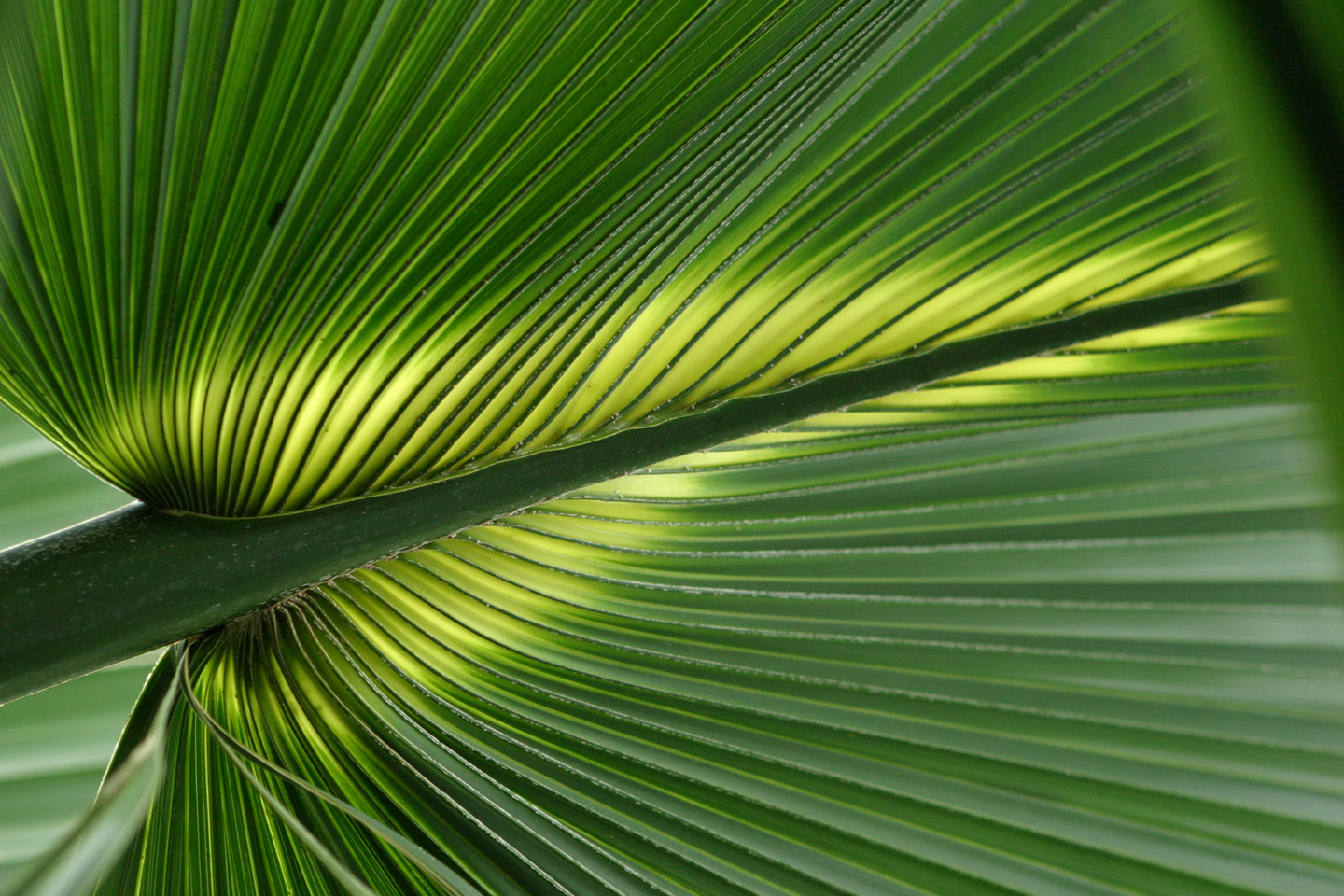 Tropical Leaf Desktop and mobile wallpaper Wallippo