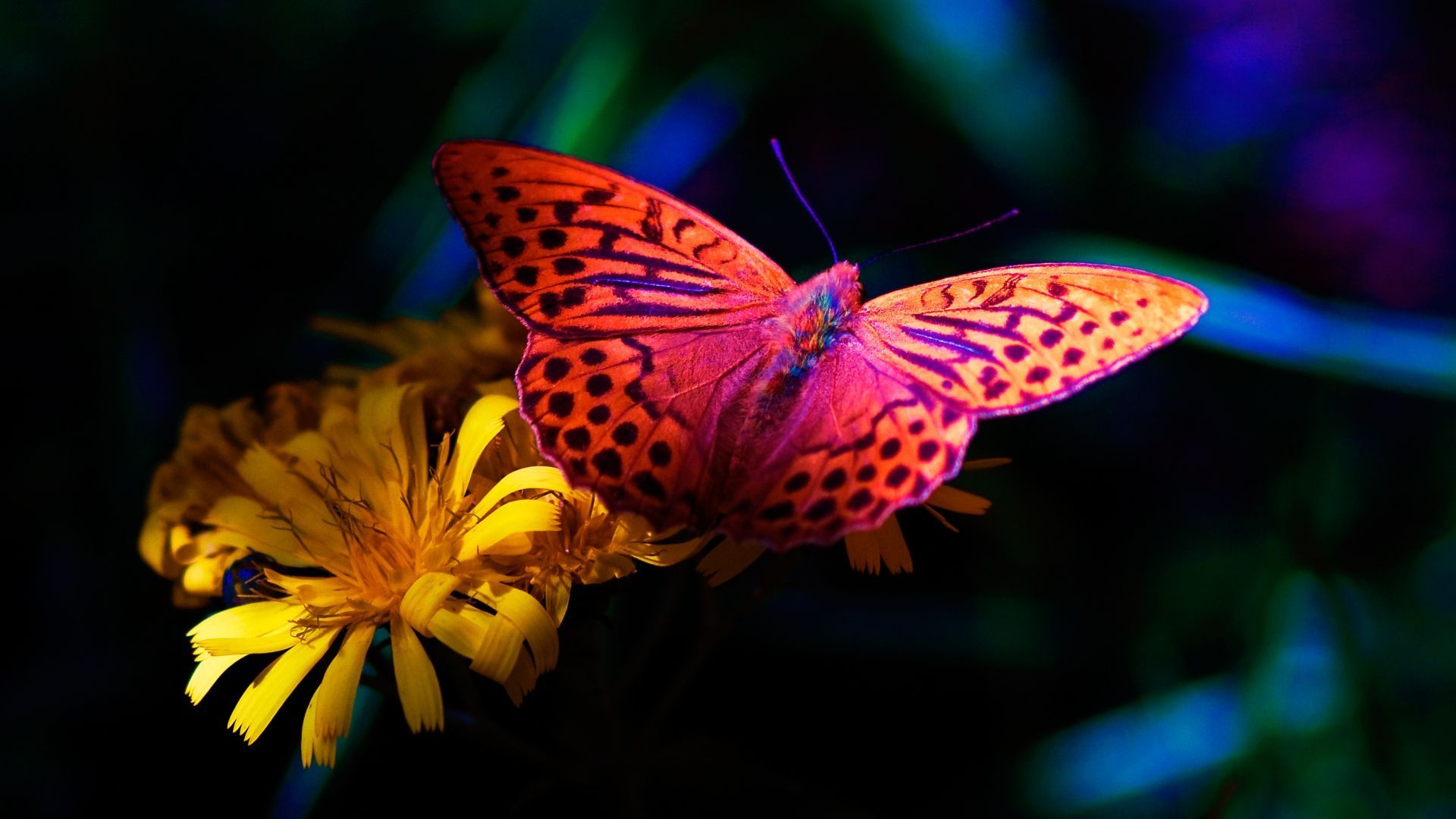 Desktop Wallpaper Flower And The Butterfly