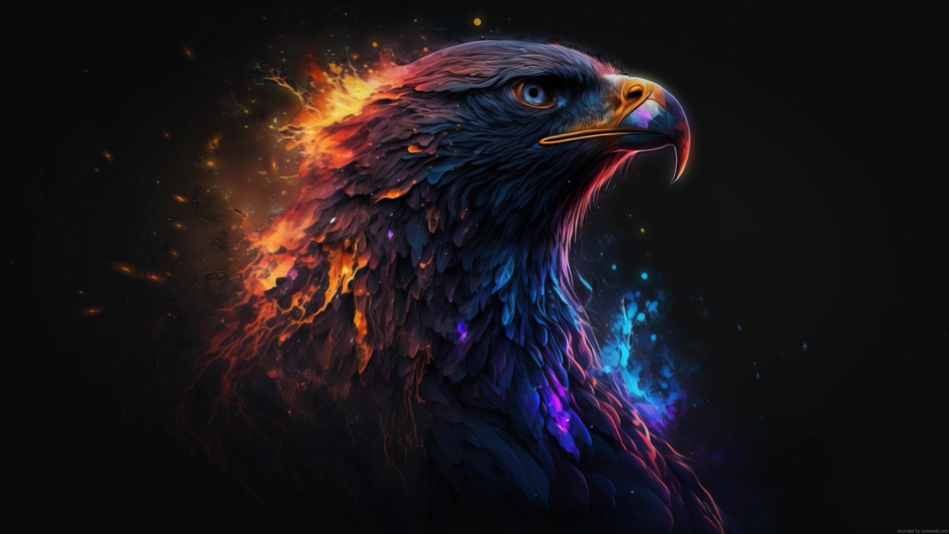 Eagle Wallpaper Image American Bald