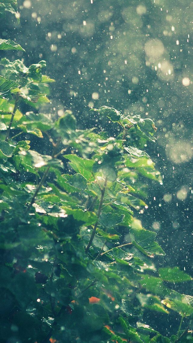 Summer Rainy In Sunny Day iPhone 5s Wallpaper Se