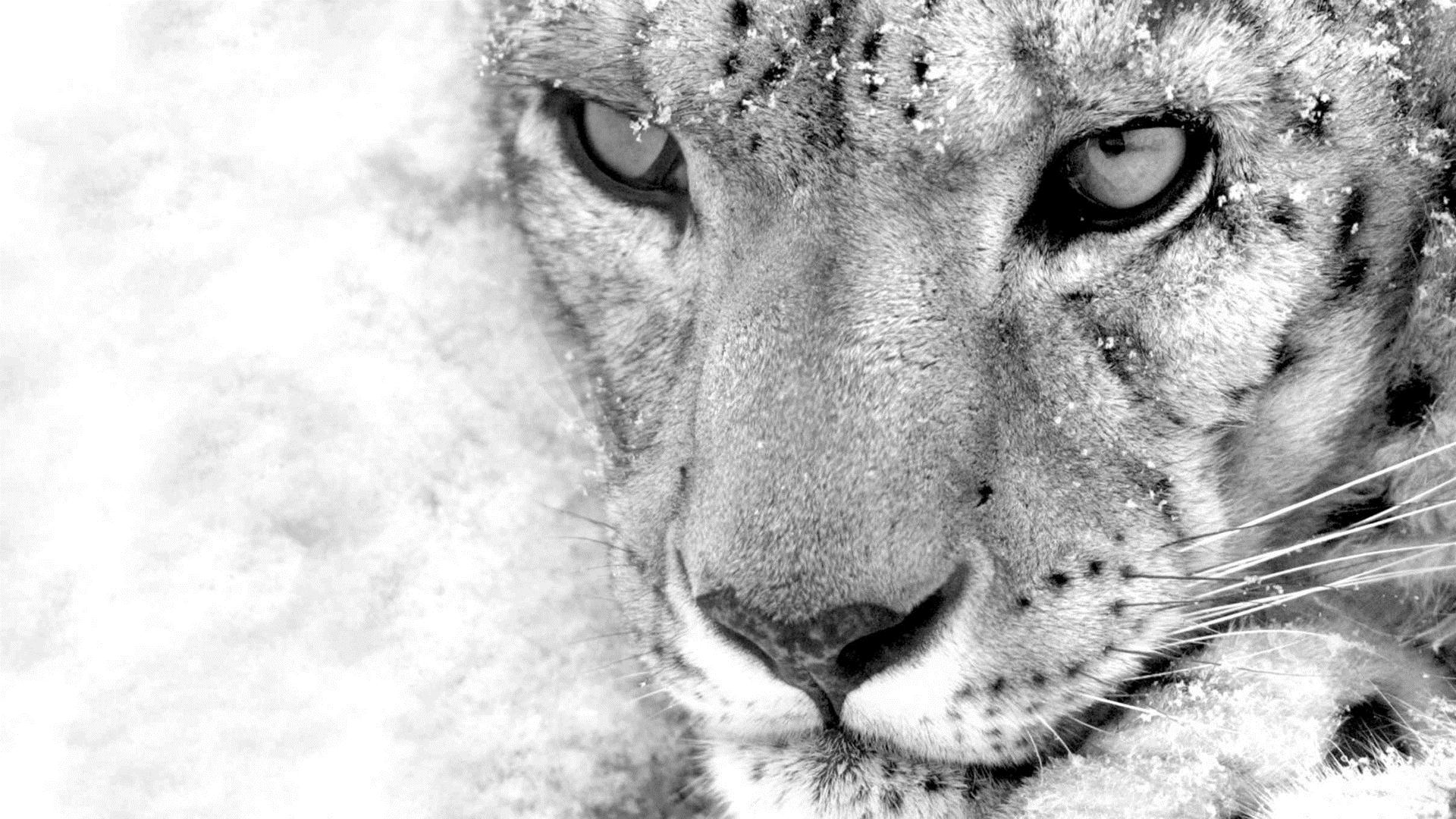 White Snow Leopard Wallpaper HD